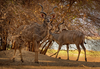 Greater Kudu - Tragelaphus strepsiceros woodland antelope found throughout eastern and southern...