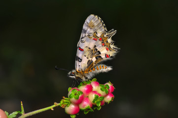 Closeup beautiful butterfly sitting on the flower.