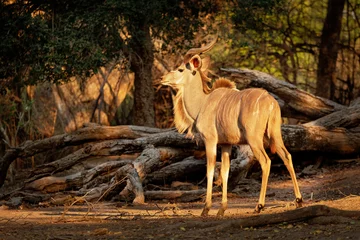 Fotobehang Greater Kudu - Tragelaphus strepsiceros woodland antelope found throughout eastern and southern Africa. Big antelope with long screwed horns © phototrip.cz