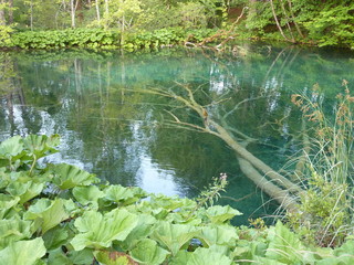 Pivlice