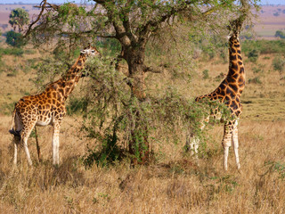 Rotschild Giraffe Afrika Uganda Safari © Petra