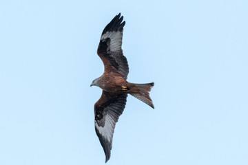 Red Kite in flight
