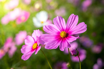 Obraz premium Beautiful Cosmos flowers in garden. Nature background.