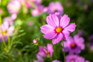  Beautiful Cosmos flowers in garden. Nature background.