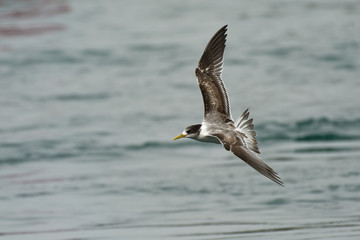 Fototapeta na wymiar Greater Crested Tern - Thalasseus bergii or swift tern, white and black bird in the family Laridae that nests in dense colonies on coastlines and islands, flying above the sea