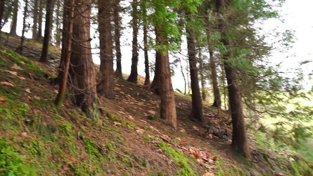 Perro disfrutando de la naturaleza y dando un salto peligroso