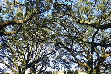 The view of oak tree branches under the blue sky