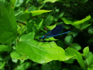 Blue dragonfly on leaf