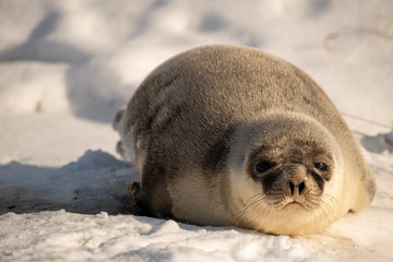 A large harp seal lays on a fresh white bed of snow looking straight ahead. The animal has dark grey fur on its back and the belly is light color. The seal's eyes are dark and has long whiskers.