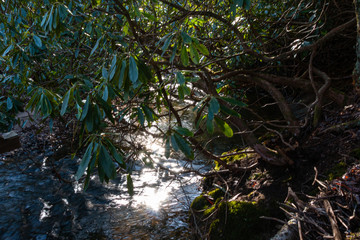 Price's Lake Trail Blue Ridge Parkway North Carolina