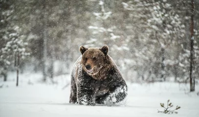 Poster Adult Male of Brown  Bear walks through the winter forest in the snow. Front view. Snowfall, blizzard. Scientific name:  Ursus arctos. Natural habitat. Winter season. © Uryadnikov Sergey