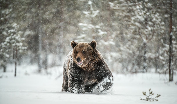 Fototapeta Adult Male of Brown  Bear walks through the winter forest in the snow. Front view. Snowfall, blizzard. Scientific name:  Ursus arctos. Natural habitat. Winter season.