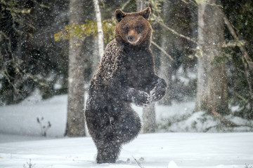 Brown bear standing on his hind legs on the snow in the winter forest. Snowfall, snow blizzard. Scientific name:  Ursus arctos. Natural habitat. Winter season.
