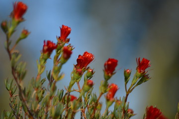 Obraz premium Flowers