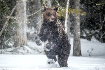 Brown bear standing on his hind legs on the snow in the winter forest. Snowfall, snow blizzard. Scientific name:  Ursus arctos. Natural habitat. Winter season.