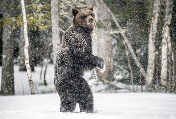 Brown bear standing on his hind legs on the snow in the winter forest. Snowfall, snow blizzard. Scientific name:  Ursus arctos. Natural habitat. Winter season.