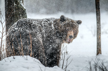 Adult Male of Brown bear in the snow. Snow Blizzard in the winter forest. Snowfall. Brown bear, Scientific name:  Ursus arctos. Natural habitat. Winter season.