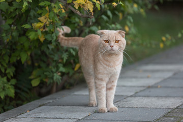Fototapeta premium Red cat with yellow eyes on the street. Lonely cat.