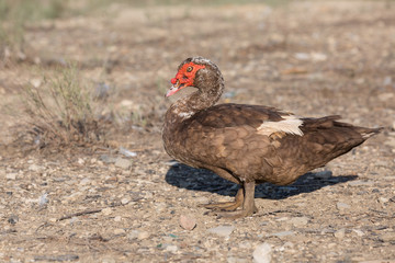 A muscovy duck walks under on a sunny day. Agriculture.