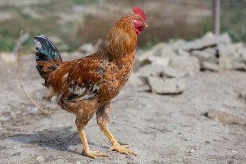 Cock in the poultry yard. Poultry.