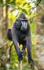 The Celebes crested macaque on the tree. Crested black macaque, Sulawesi crested macaque, sulawesi macaque or the black ape.  Natural habitat. Sulawesi Island. Indonesia.