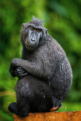 The Celebes crested macaque. Green natural background. Crested black macaque, Sulawesi crested macaque, sulawesi macaque or the black ape.  Natural habitat. Sulawesi Island. Indonesia.