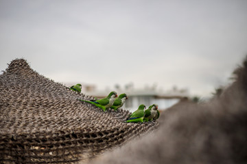Papageien fliegen und spielen an einem Strand auf Sonnenschirmen