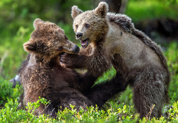 Fototapeta premium Brown Bear Cubs playfully fighting in summer forest. Scientific name: Ursus Arctos Arctos. Natural habitat.