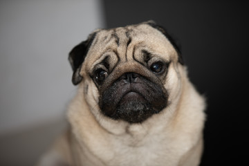 Happy dog pug breed smile and lying in bedroom feeling so comfortable and ralax,Healthy purebred dog