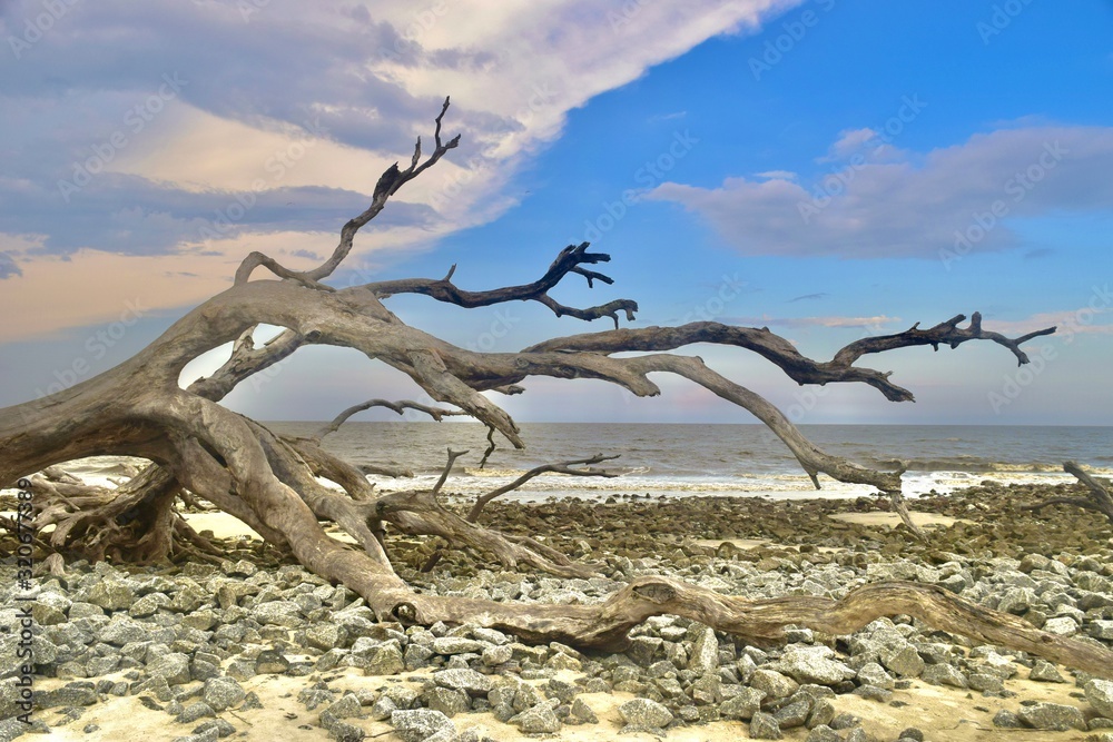 Wall mural dead tree on the beach