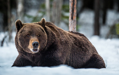 Adult male of Brown Bear lies in the snow in winter forest at night twilight. Big Adult Male of Brown bear, Scientific name: Ursus Arctos. Natural Habitat.