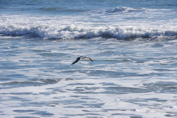 A seagull flying low over the ocean water near the beach