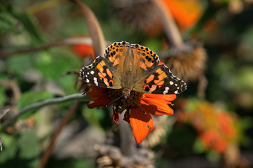 Cynthia group of colorful butterflies, commonly called painted lady, comprises a subgenus of the genus Vanessa in the family Nymphalidae. It sits on  Tithonia diversifolia or Mexican sunflower.
