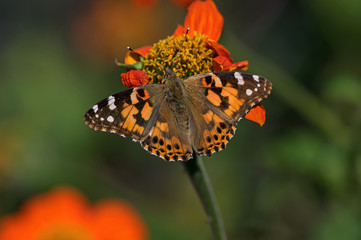 Obraz premium Cynthia group of colorful butterflies, commonly called painted lady, comprises a subgenus of the genus Vanessa in the family Nymphalidae. It sits on Tithonia diversifolia or Mexican sunflower.