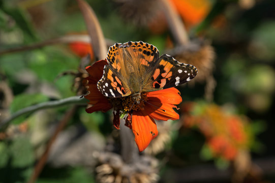 Cynthia group of colorful butterflies, commonly called painted lady, comprises a subgenus of the genus Vanessa in the family Nymphalidae. It sits on  Tithonia diversifolia or Mexican sunflower.
