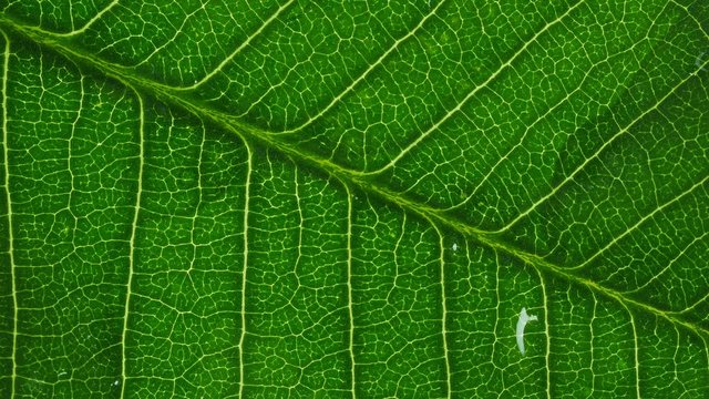 Water droplet on green leaf