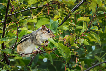 Chipmunk