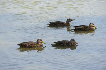 patos en el agua