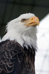 A bald eagle looking for food