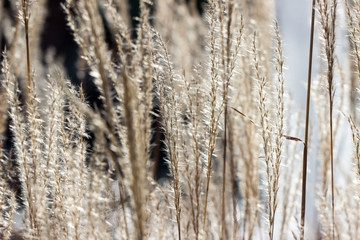 grass in the wind