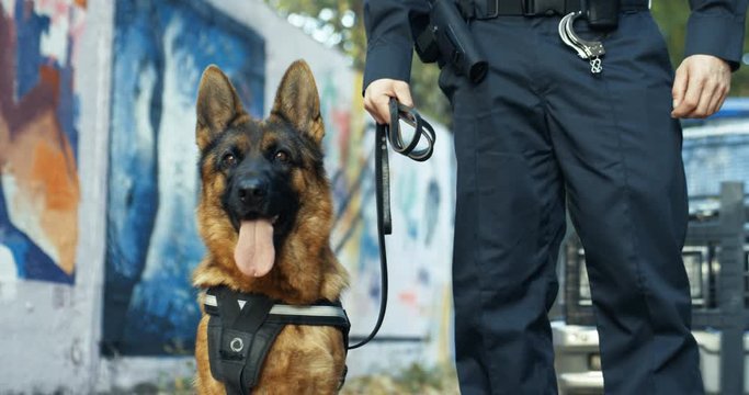 Portrait of the nice police shepherd dog sitting outdoors and breathing hard. Policeman holding working dog on leash outdoor at the police car.