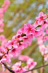 In full bloom in the peach blossom