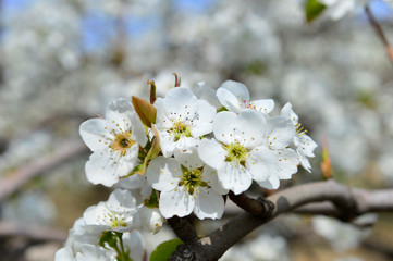 Fototapeta na wymiar Pear flower in full bloom in spring