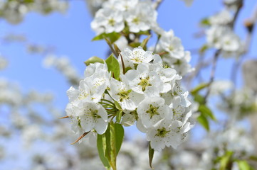 Pear flower in full bloom in spring
