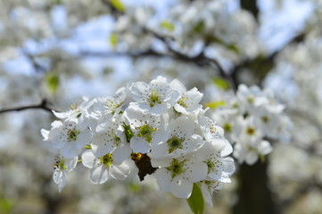 Pear flower in full bloom in spring