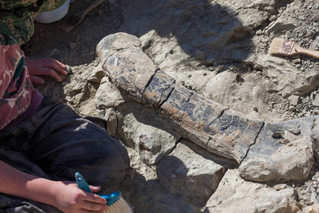 Digging Up Dinosaur Bones