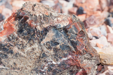 Petrified Wood Detail