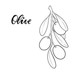 black and white outline Olive branch with leaves and olives isolated on background. design for restaurant, cafe, menu or organic cosmetic with olive oil. Packaging decor, logo, banner, illustration.