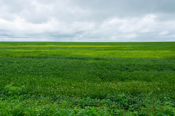Fototapeta na wymiar Green soy plantation in the field
