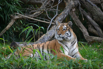 Bengal tiger